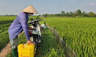 Bắc Giang: Phòng trừ, hạn chế sự lây lan của sâu bệnh hại lúa trên diện rộng