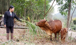  Yên Thế: Dạy nghề, tạo việc làm bền vững cho hơn 200 lao động vùng khó khăn