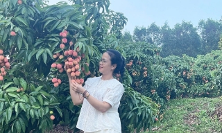 Thị xã Chũ: 4 hợp tác xã nhận đưa, đón khách du lịch mùa vải thiều