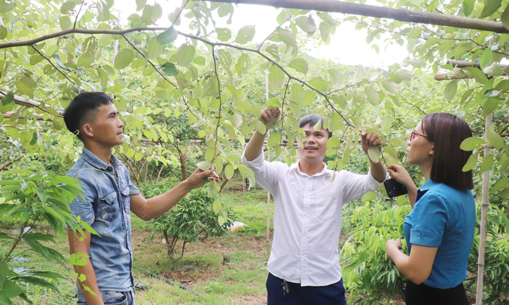  Lục Ngạn: Chàng trai dân tộc Nùng năng động thoát nghèo