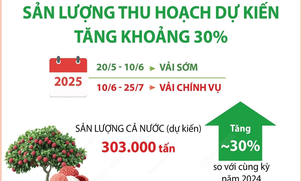  Vụ vải thiều 2025: Sản lượng dự kiến tăng khoảng 30%