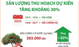 Vụ vải thiều 2025: Sản lượng dự kiến tăng khoảng 30%