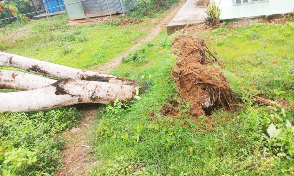  Trà Vinh: Cây đổ làm dây điện rơi xuống giật hai người tử vong